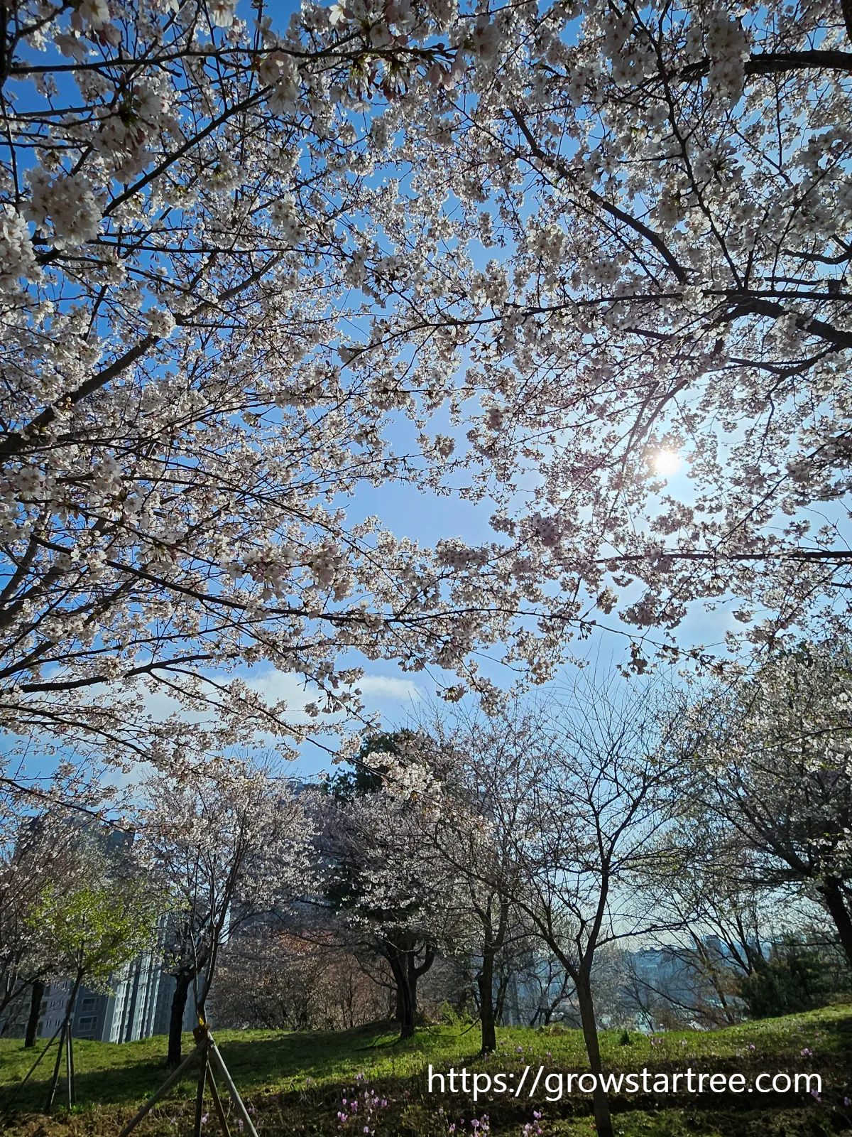 인천 연수구 봉재산 벚꽃