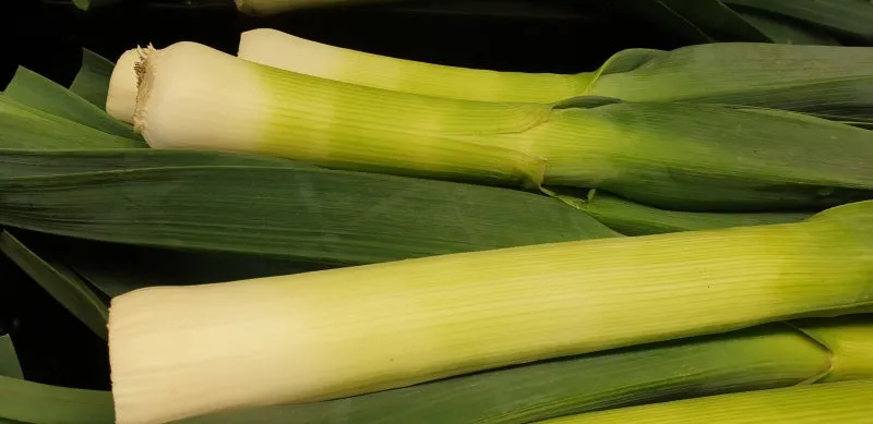 리크 재배 분주 심기 북주기 통풍 관리_1