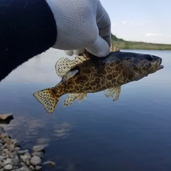 5월 쏘가리 금어기 시작 전국 금지 기간 완벽 정리와 낚시 규정_13