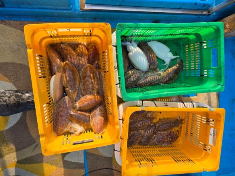 6시내고향 서귀포 남원 갑오징어낚시배에서 잡아올린 갑오징어