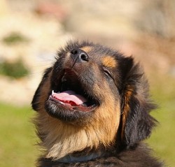 강아지 사료 추천