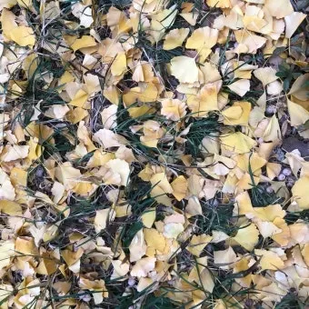 낙엽처럼 살아온 내 모습이 악보 완벽 연주 가이드_16