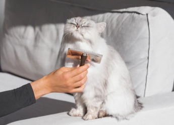 고양이 빗 추천