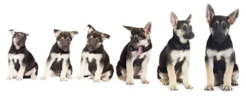 강아지 나이 계산법