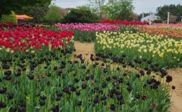 태안 튤립 축제(2025) 일정 맛집 추천관광지 관련 사진