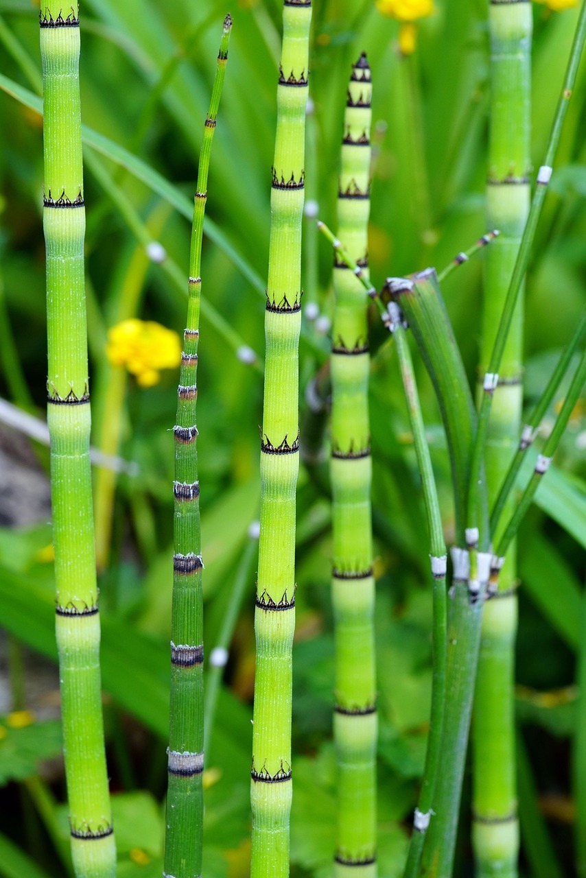 용인 가볼만한 곳 한택식물원 입장료