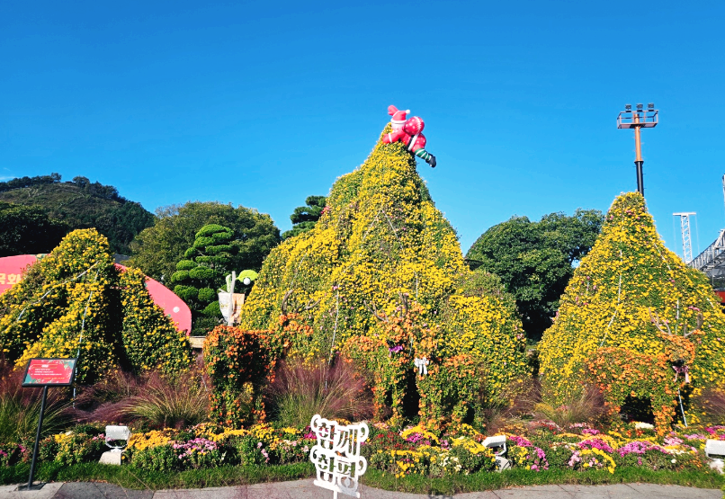 국화축제 풍경