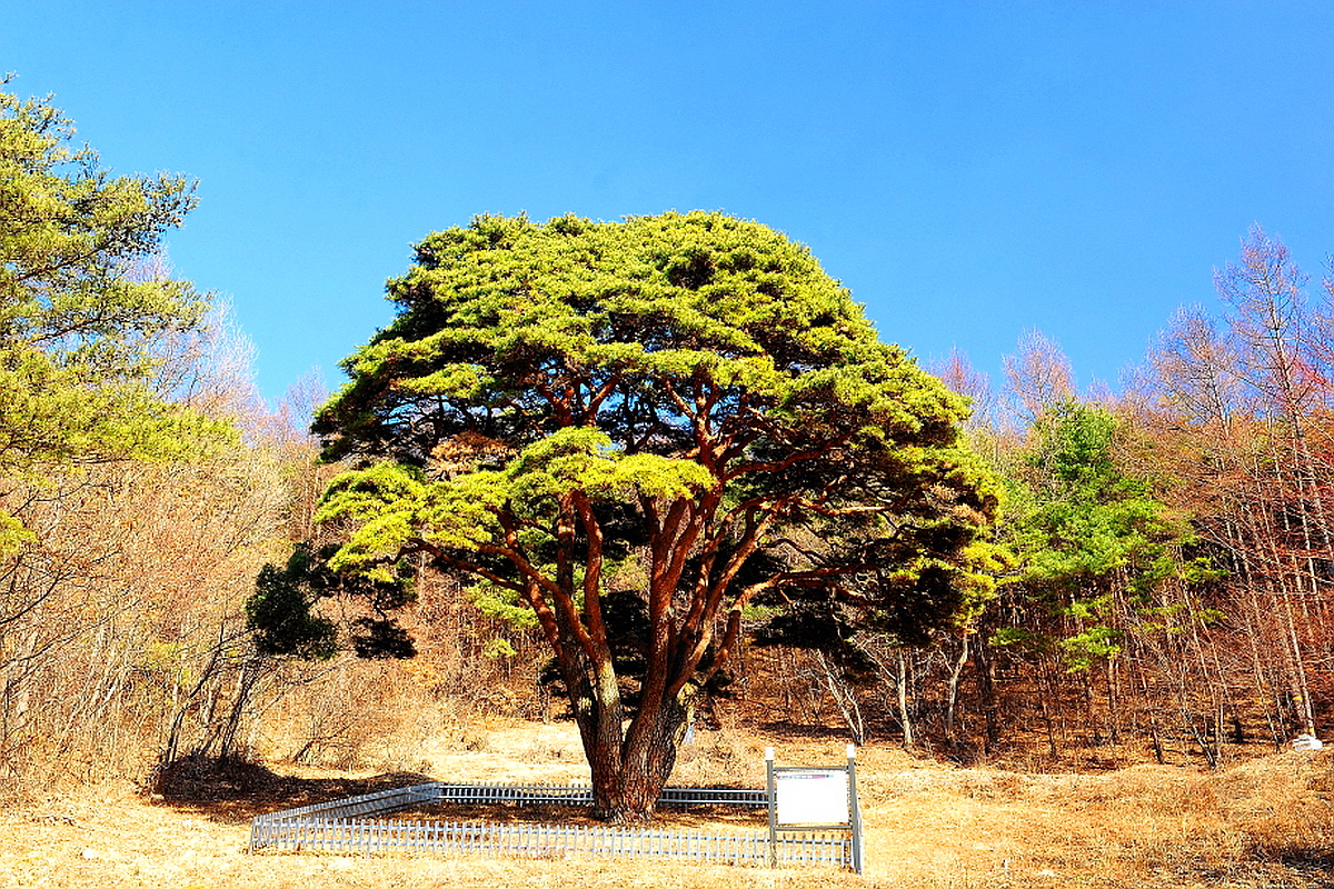 부여 수신리 반송