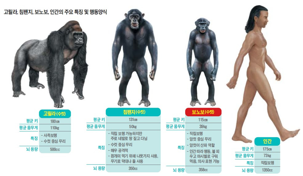 고릴라, 침팬지, 보노보, 인간의 주요 특징 및 행동양식