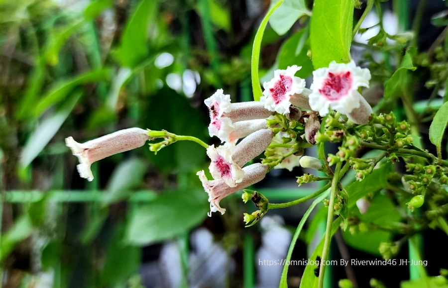 계요등(鷄尿藤)Paederia foetida