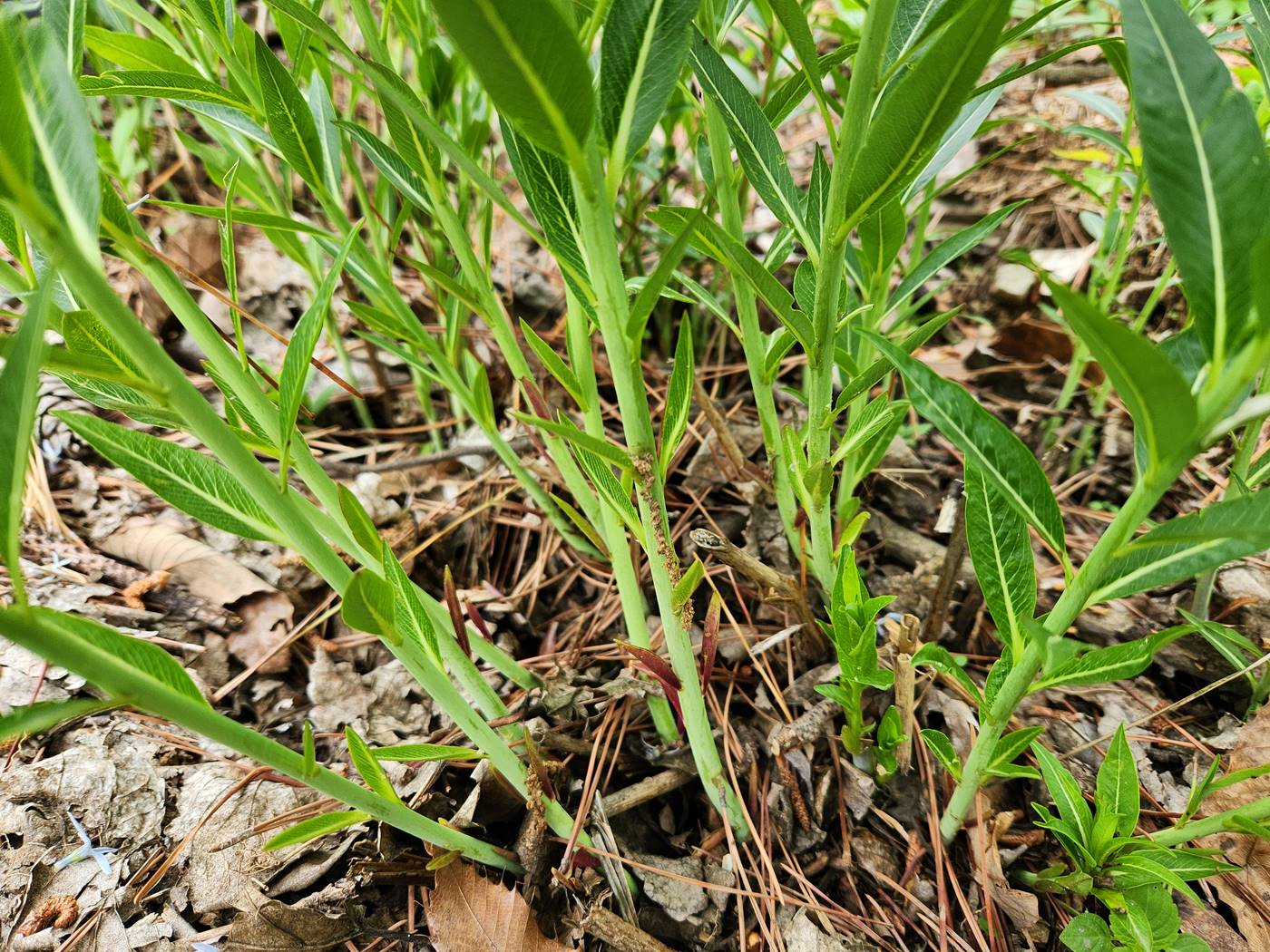 정향풀(정자초)