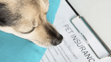 몰라서 못 받는 반려동물 보험 혜택&amp;#44; 지금 바로 확인하세요