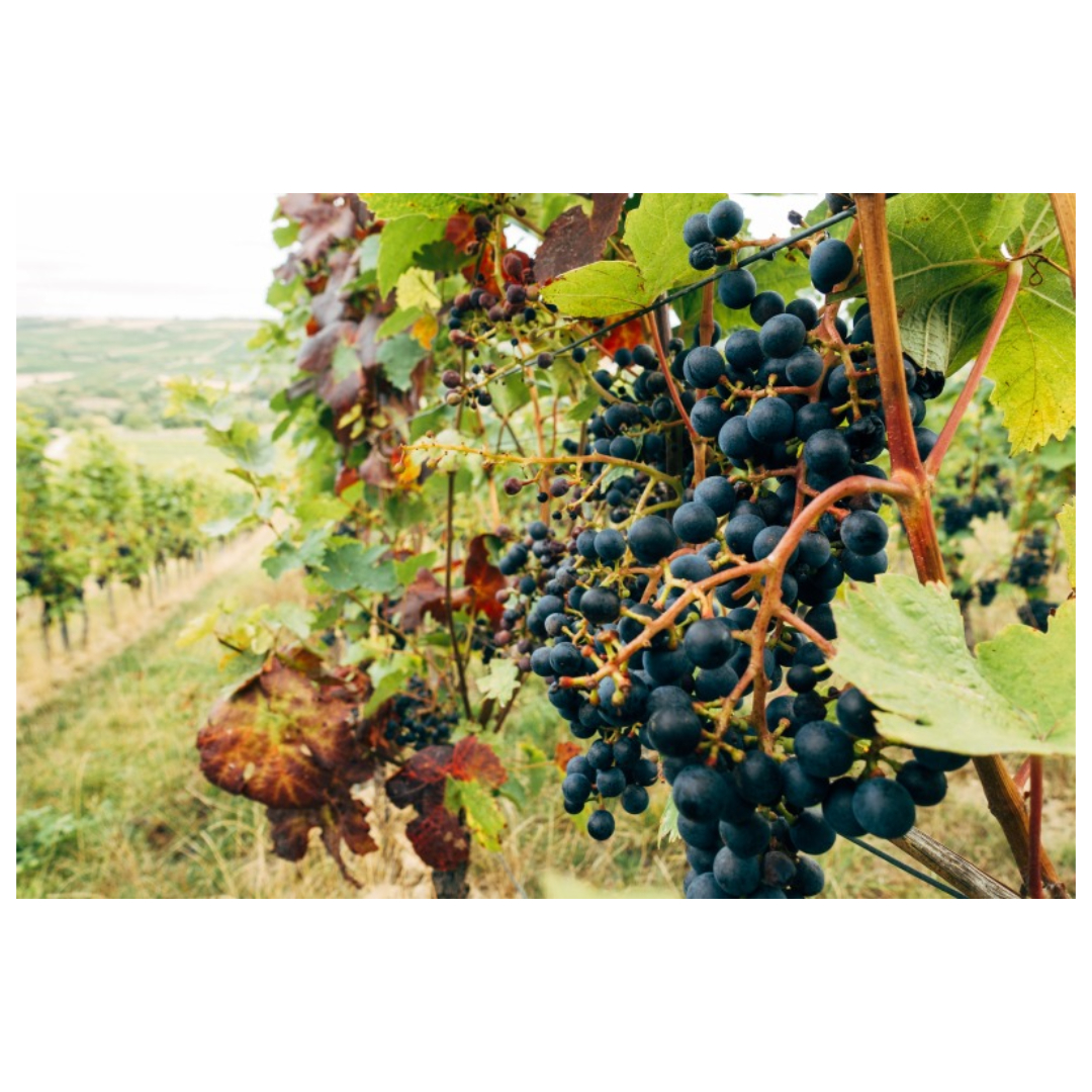 우엉차와 관련된 사진입니다.