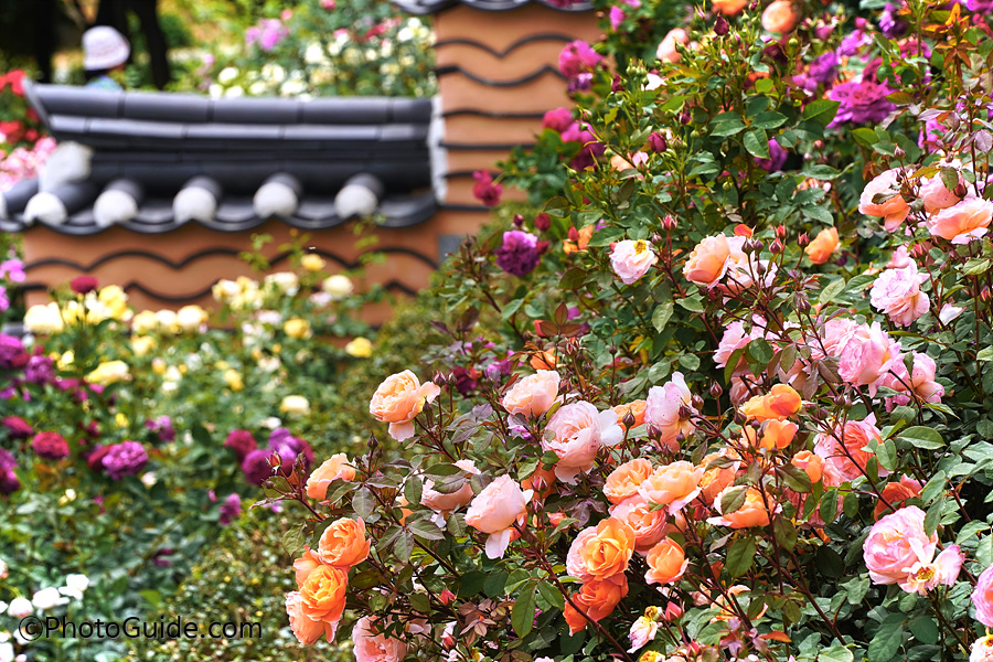 전주수목원장미