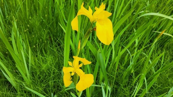 노랑꽃창포-생태특성-노랑꽃창포꽃-피는시기-개화시기