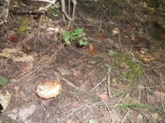 송이버섯 채취시기가격 정보를 확인_4