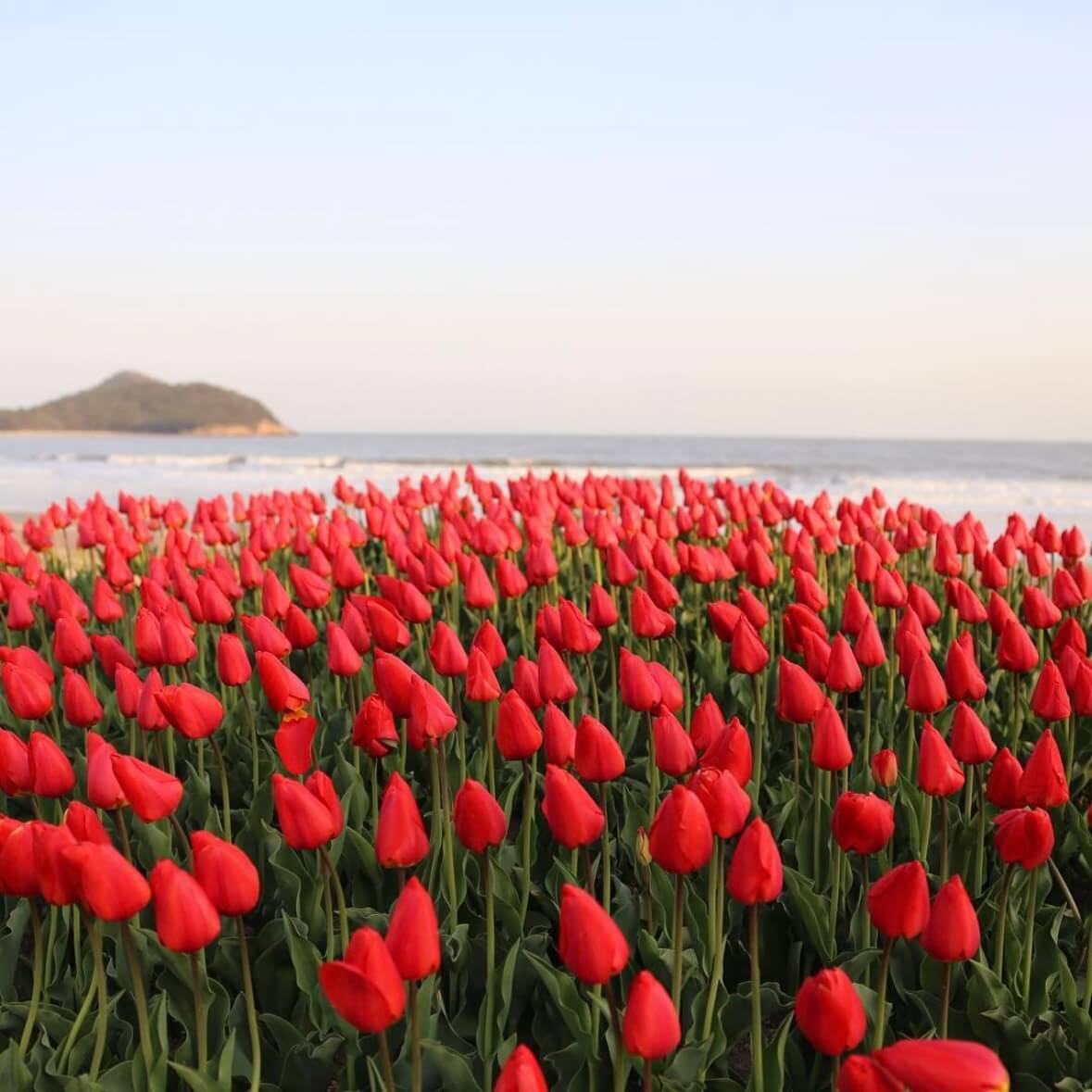 임자도 튤립축제기간
