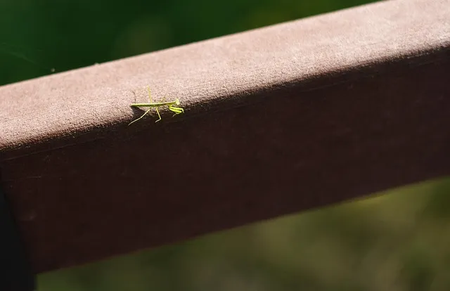 곤충 종류와 특징 생김새 습성 먹이 요약 정리_1