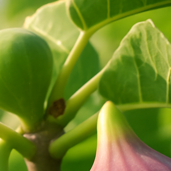 무화과 효능, 달콤한 과일이 주는 건강 선물