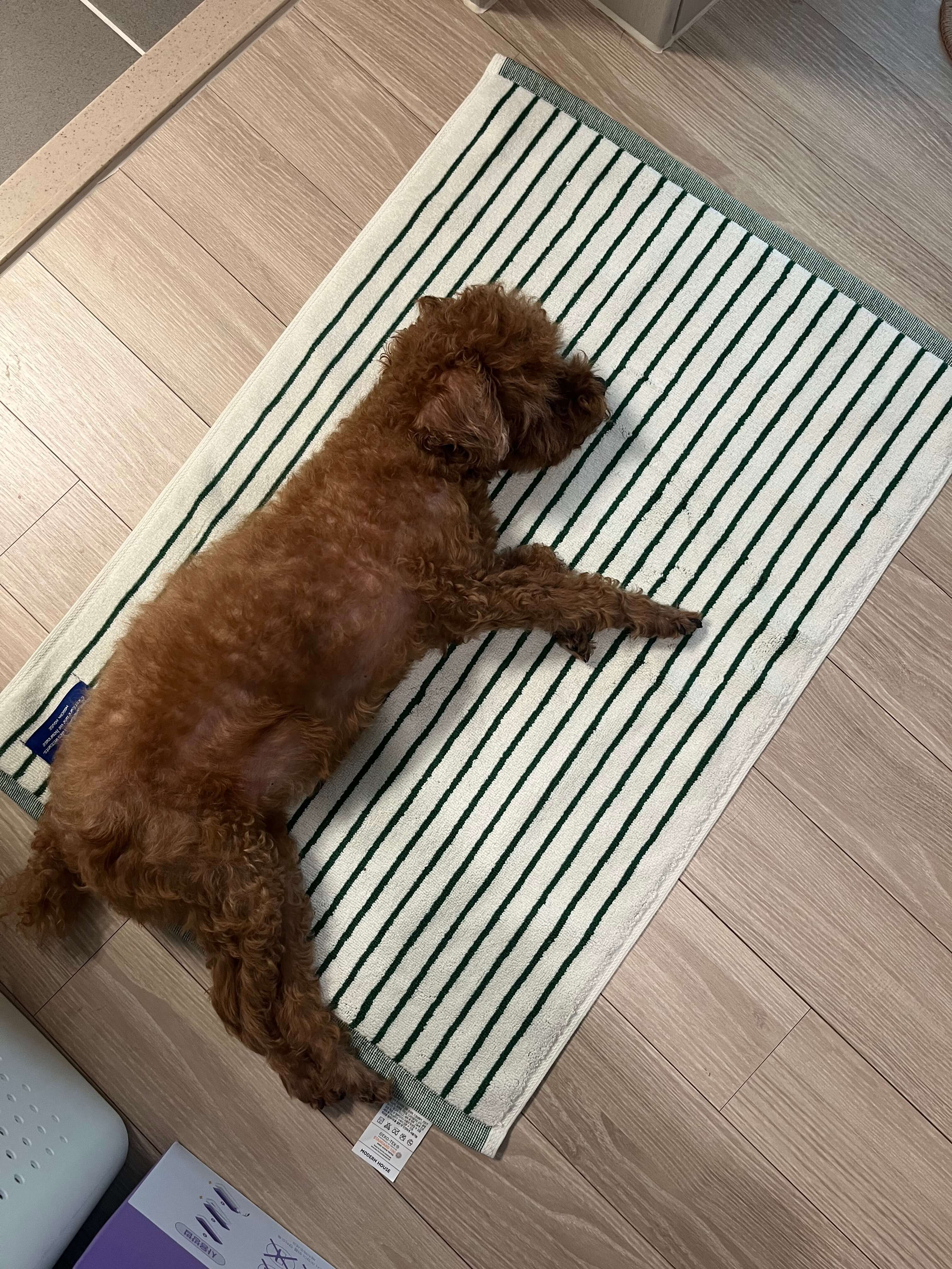 강아지 분리불안증상 해결법