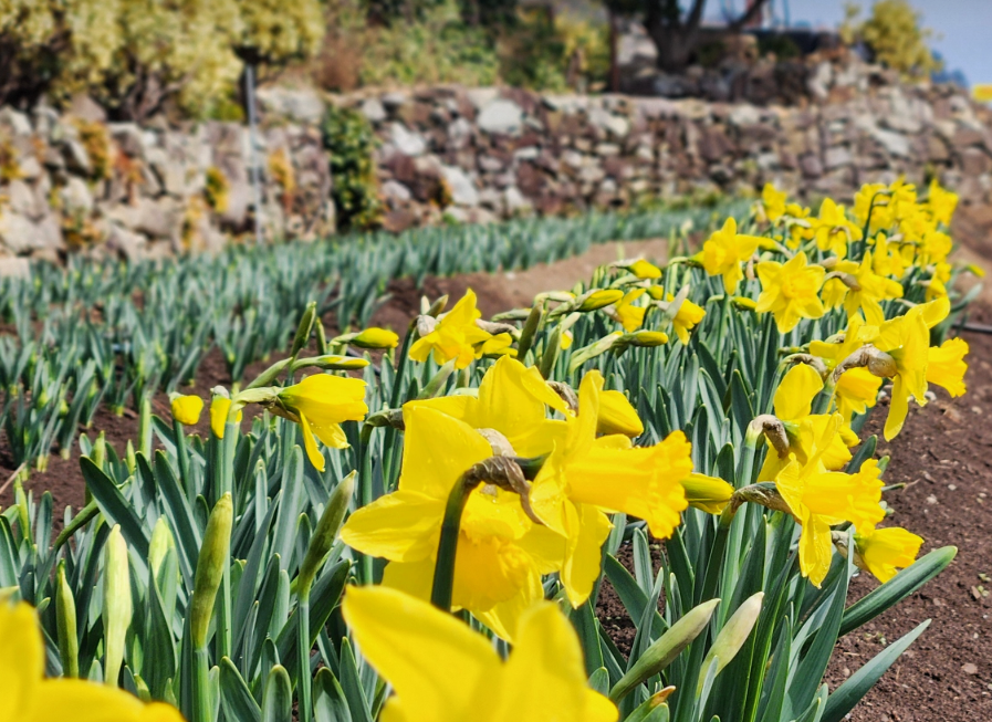 공곶이 수선화14