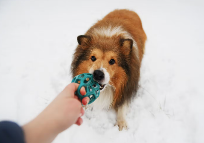 장난감을 가지고 노는 개.