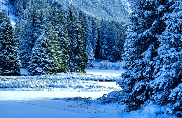 숲에 수많은 푸른 나무들이 있다. 하얀 눈이 나무에 쌓였고 땅에도 눈이 가득하다.
