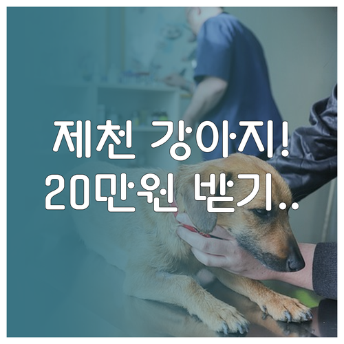 제천시 반려동물 의료비 지원 20만원..