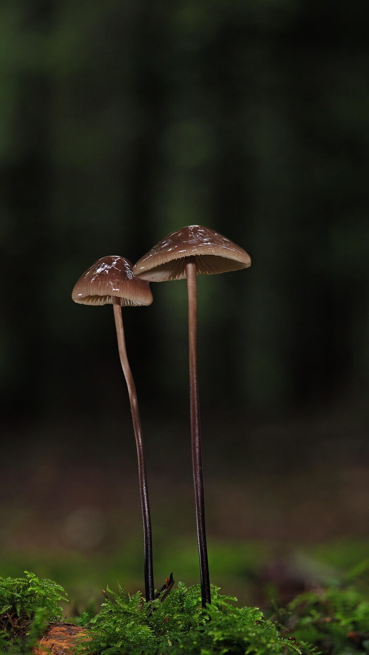 생김새가 매일 달라지는 리셋 버섯의 비밀 기록