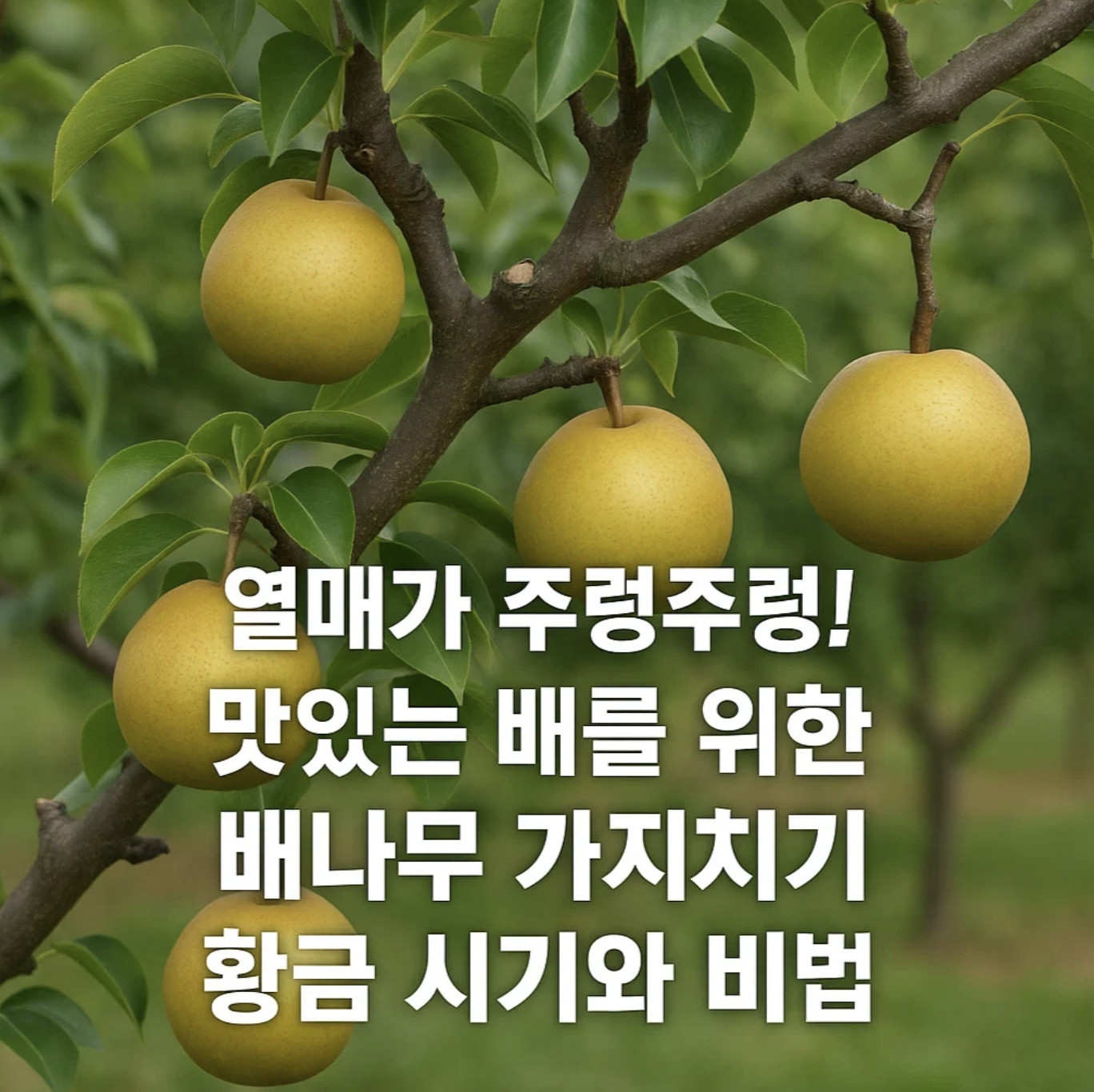 열매가 주렁주렁! 맛있는 배를 위한 배나무 가지치기 황금 시기와 비법
