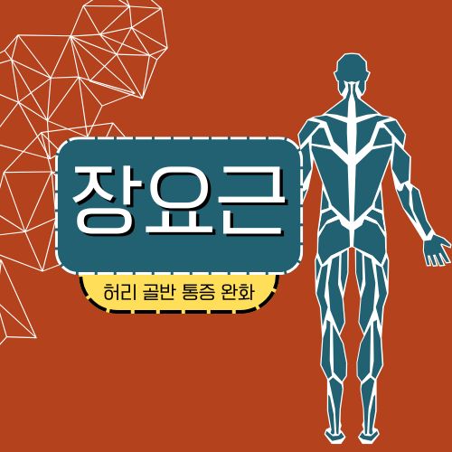 장요근 마사지기 사용법 허리 골반 통증 완화