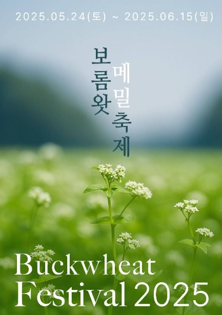 제주 보롬왓 메밀축제