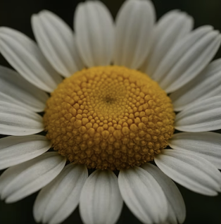 데이지 꽃 오래 보는 비법, 시든 꽃대 잘라주기 효과와 방법