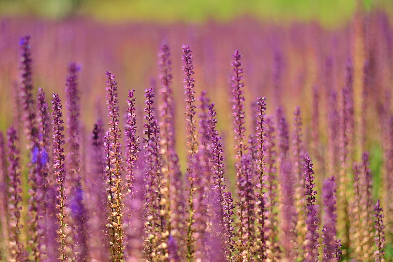2025년 삿포로 라벤더축제 완벽 가이드