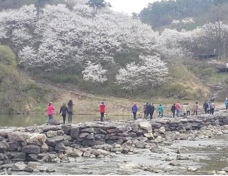 진천 벚꽃