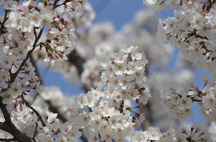 벚꽃 구경하기 좋은 국내 여행지 5곳 추천