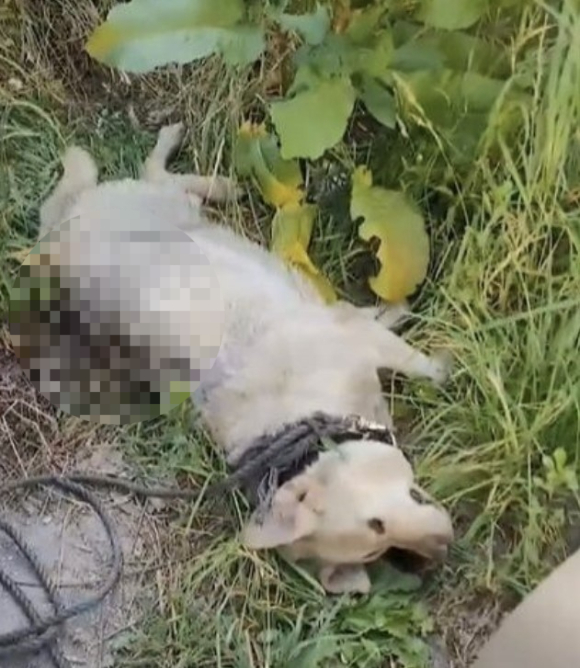 강원도 강릉 대관령휴게소에서 끔찍한 상태로 유기된 리트리버가 발견됐다. 사진은 미소 사랑이 발견한 리트리버 모습. [사진=강릉 동물보호소 '미소 사랑']