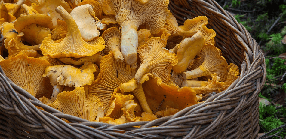 우울증에 좋은 음식 버섯