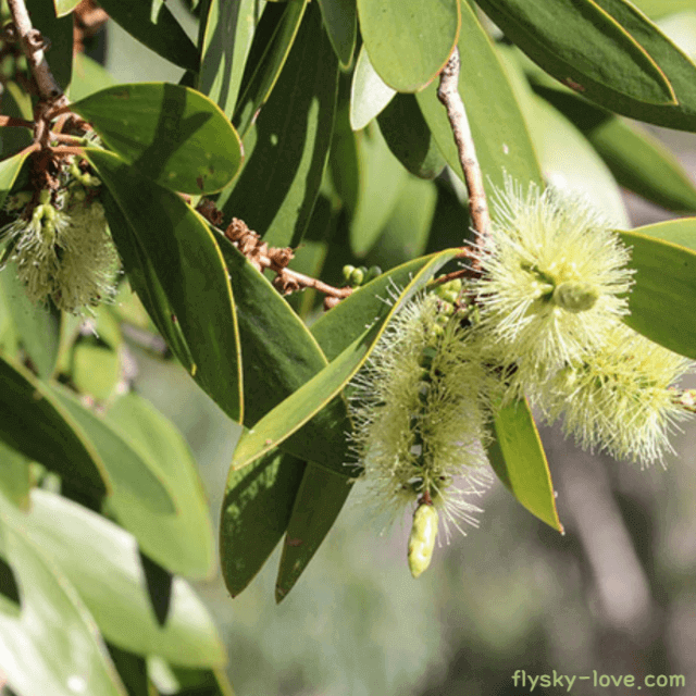 니아울리 (Niaouli)