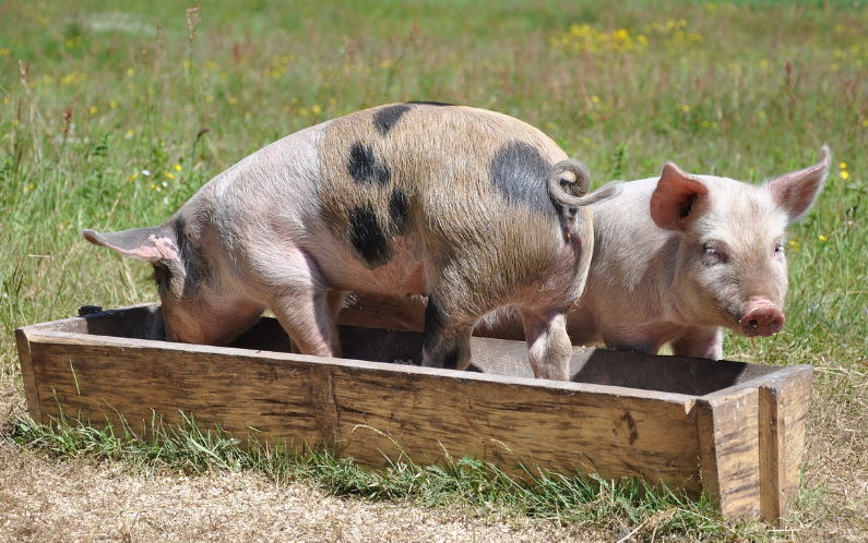 돼지와-노는-꿈