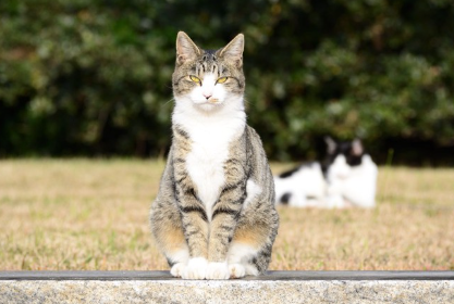 앉아있는 고양이.