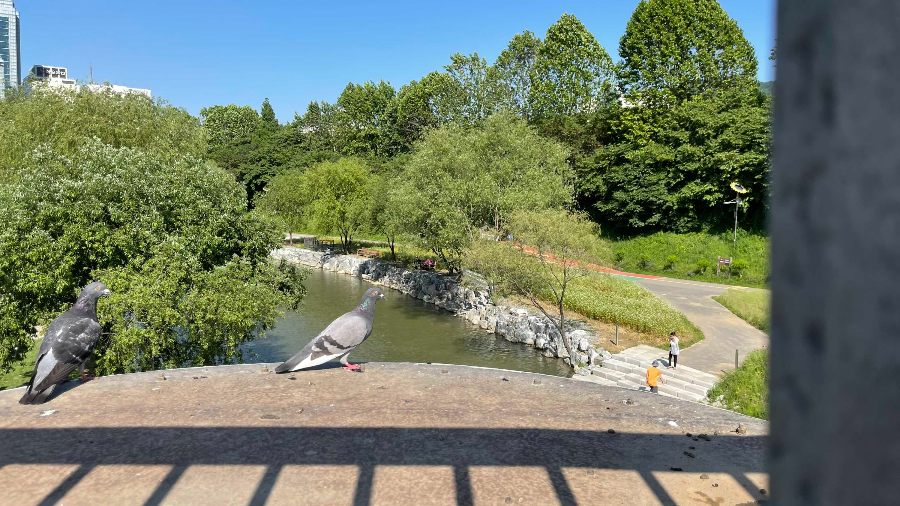 양재천 나들이 새들도 같이 나들이