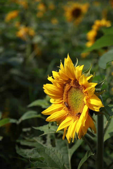 함안 강주 해바라기 축제 일정