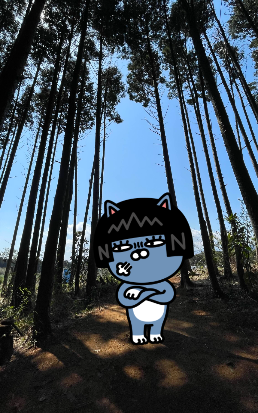 비밀의 숲 편백나무 숲6