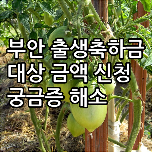 2025 부안군 출생축하금 대상 금액..