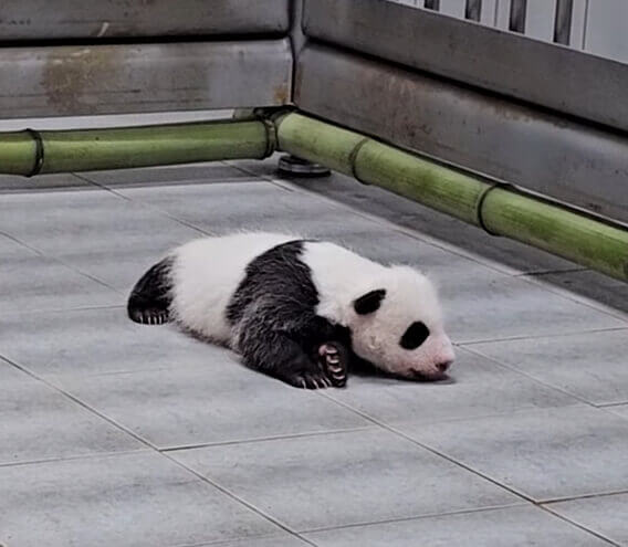 에버랜드 쌍둥이 아기판다 이름공모 참여방법
