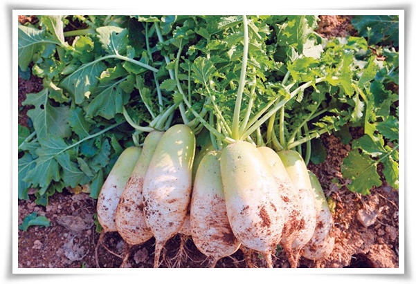 텃밭 "9월에 심기 좋은 작물" 풍성한 수확 기대해도 좋아요!