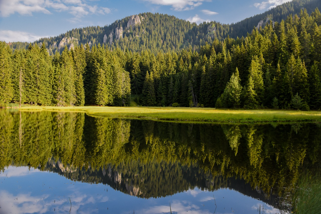 세계 산림의 날: 숲을 지키는 우리의 역할