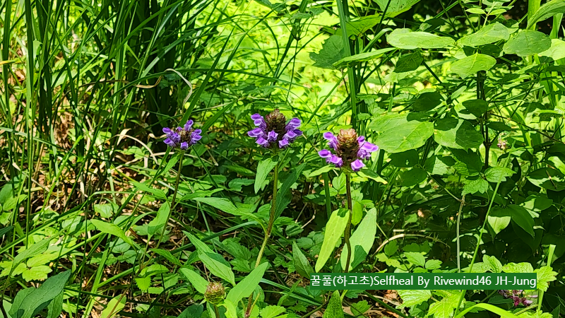 꿀풀(하고초)Selfheal
