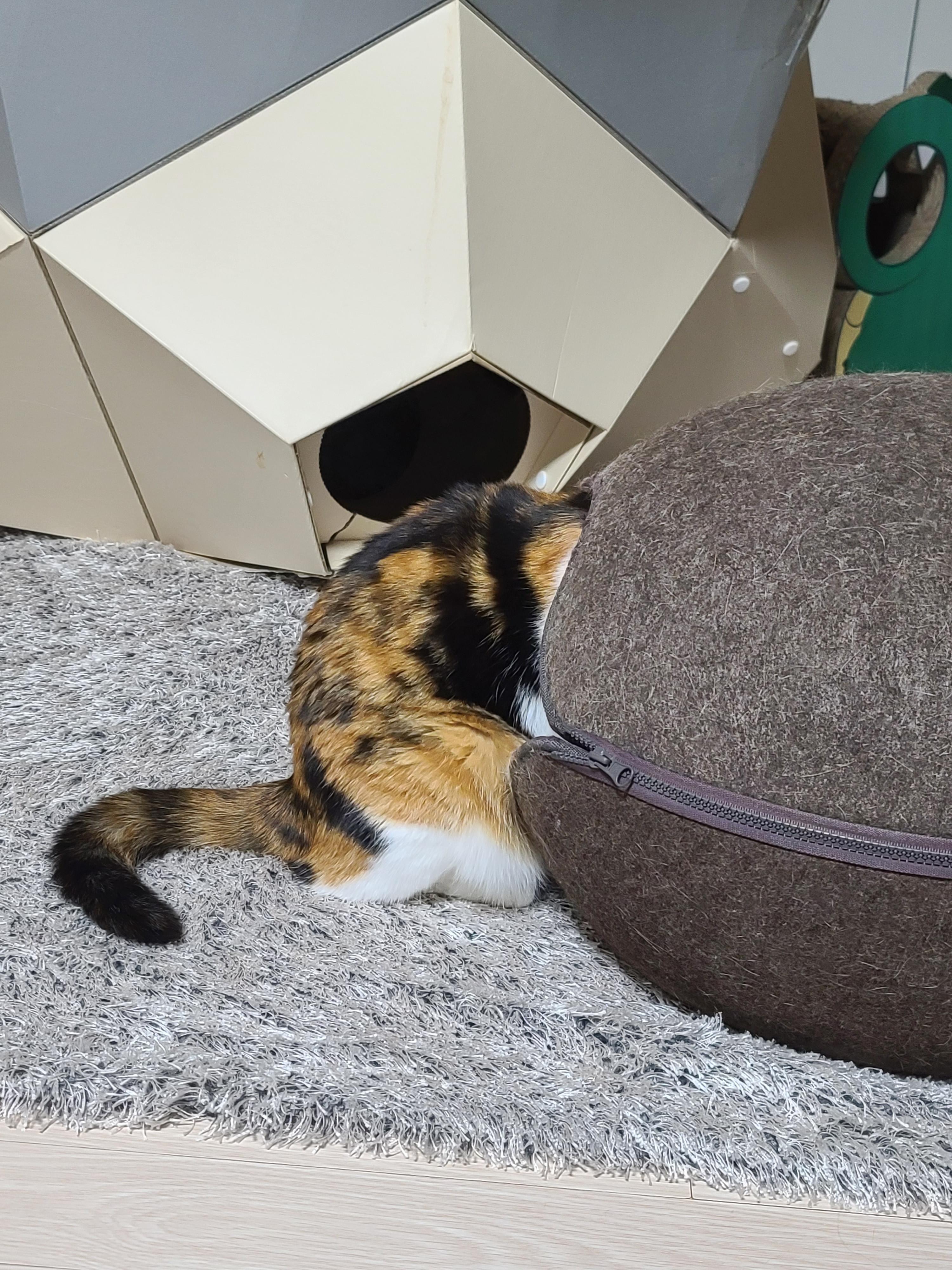 요미야!! 너 뭐해?!!(feat.막둥이)